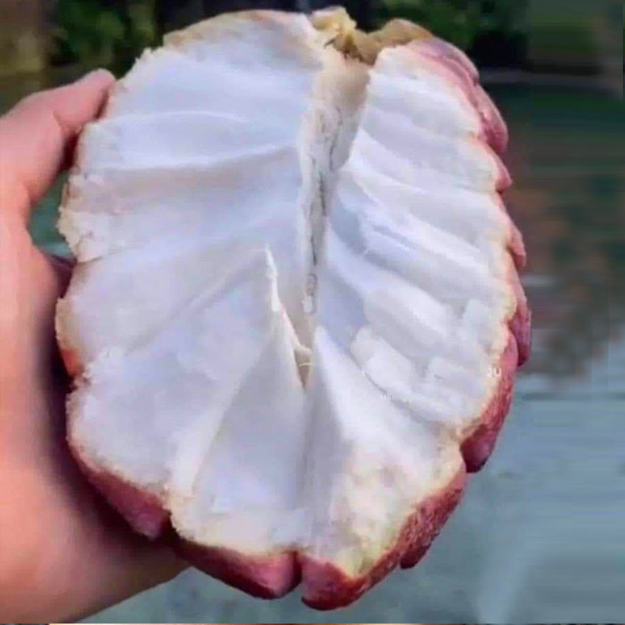 Annona Red Israel Fruit Plant (Annona x Atemoya Red Israel)