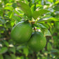 Odichukuthi Lemon Live Plant (Citrus Limon)