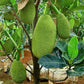 Vietnam Super Early Jack Fruit Plant
