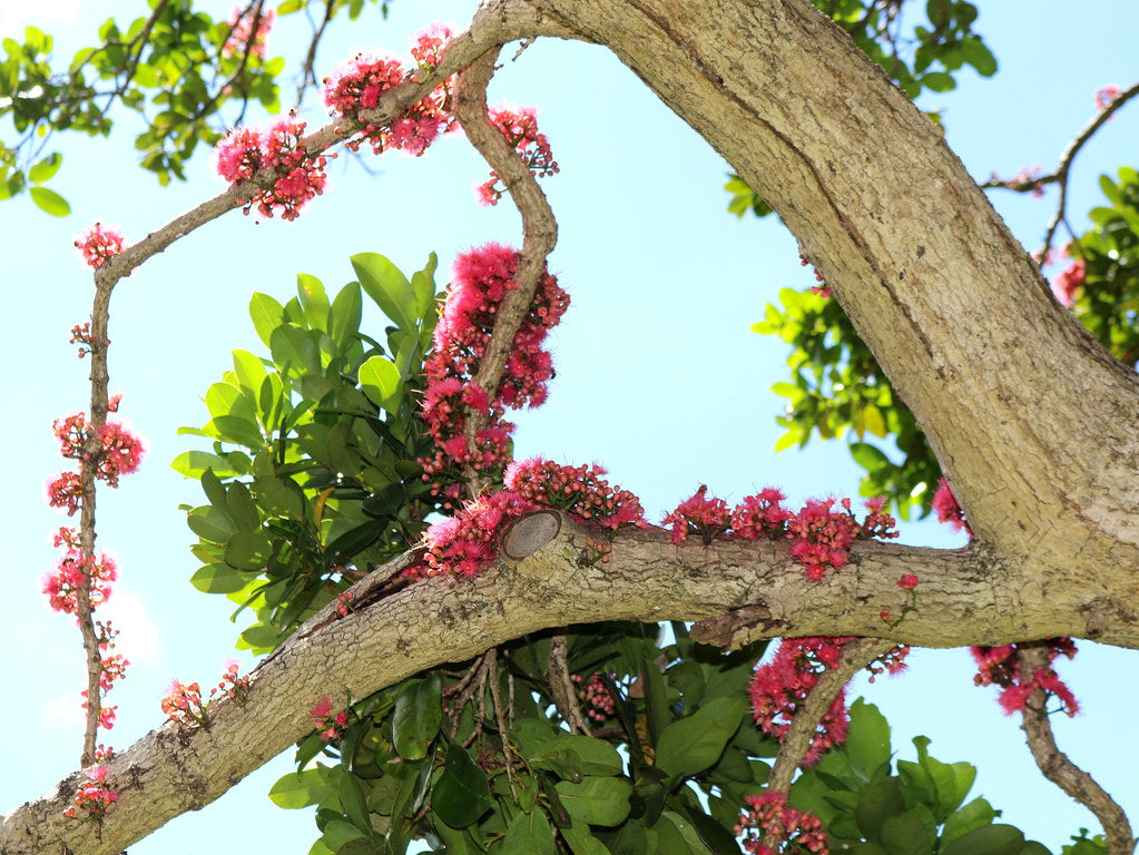 Watermelon Tree (Syzygium moorei) – veliyathgardens
