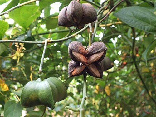 Inca-Peanut Fruit Plant (Plukenetia Volubilis)