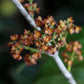 Saputa Fruit Plant (Cheiloclinium Cognatum)