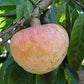 Custard Apple Fruit Plant (Annona Reticulata)
