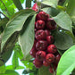 Malay Apple Live Plant (Syzygium malaccense )