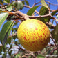 Mangaba Fruit Plant (Hancornia Speciosa)