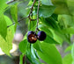 Burmese Cherry Fruit Plants (Flacourtia SP)