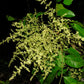 Tapirira Fruit Plant (Tapirira guianensis)