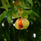 Smith’s Tamarind Fruit Plant (Diploglottis smithii)