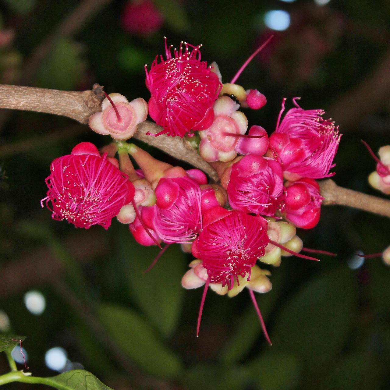 Malay Apple Live Plant (Syzygium malaccense )