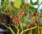 Tamarillo Fruit Plant ( Cyphomandra betacea)