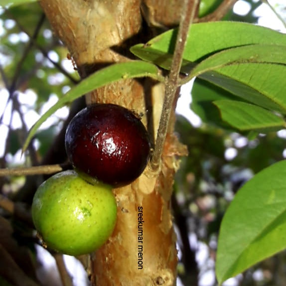 Jaboticaba Precoce Fruit Plants