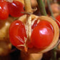 Buah Jentik Fruit plant (Baccaurea polyneura)