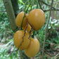 Guave Tamarillo Fruit Plant (Solanum diploconos)