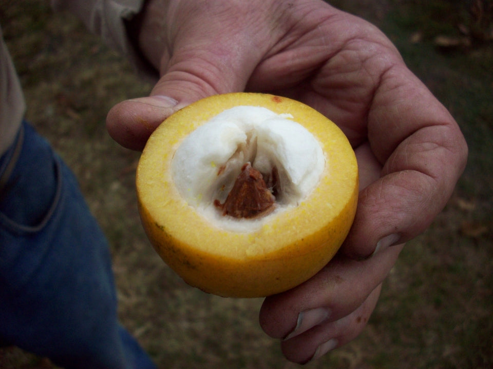 Pungara Fruit Plant (Garcinia macrophylla)