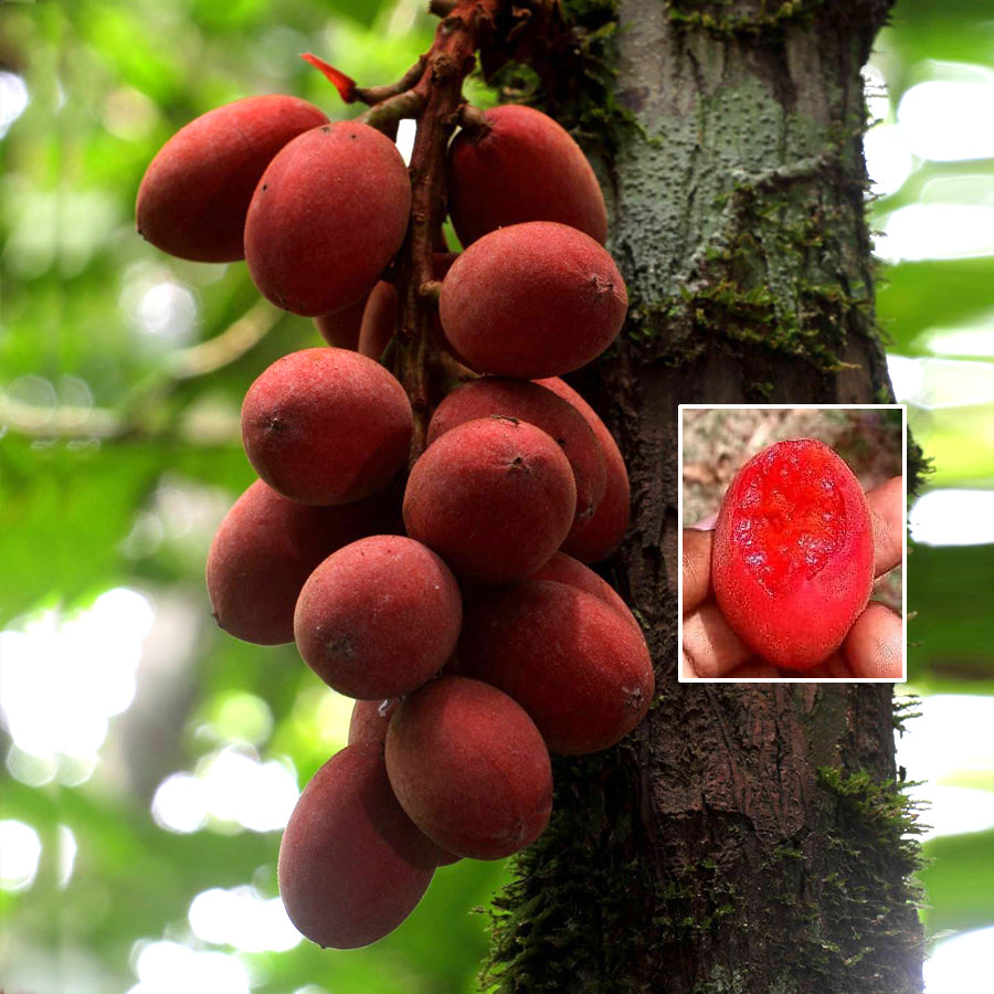 Gabon Grape Fruit Plant (Trichoscypha Acuminata )