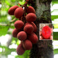 Gabon Grape Fruit Plant (Trichoscypha Acuminata )