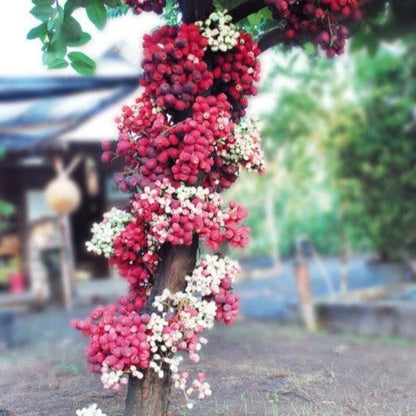 Jambu Bira Fruit Plant (Syzygium Sp)
