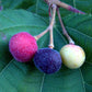 Phalsa Fruit Plant (Grewia asiatica)