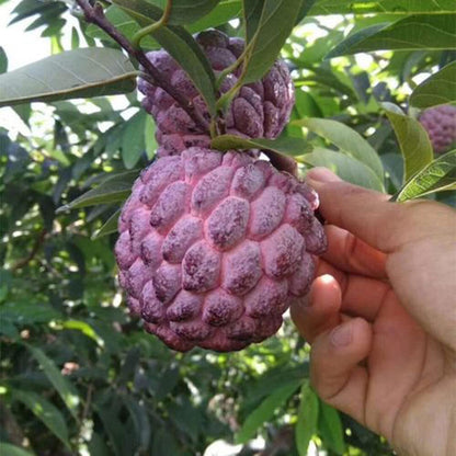 Purple Sugar Apple Fruit Plant ( Annona Squamosa)