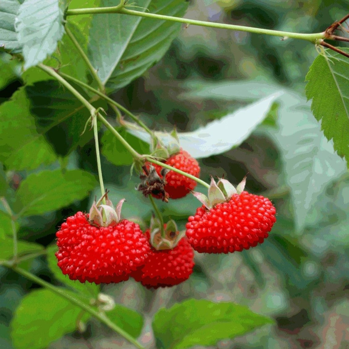 Atherton Raspberry Live Plant (Rubus probus )