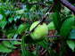 Pitabu Fruit Plants (Willughbeia Angustifolia)
