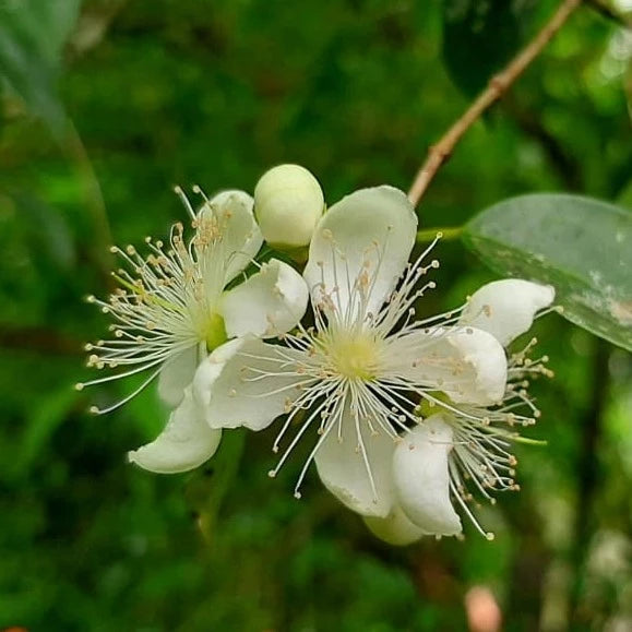 Banana Pitanga Fruit Plant (Eugenia anthropophaga)