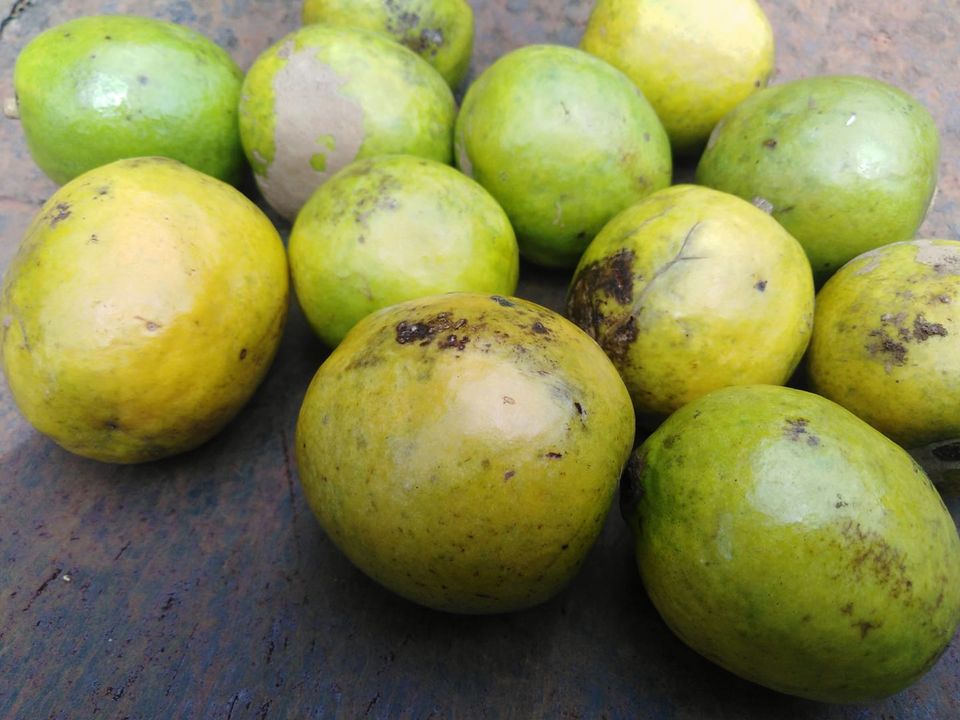 Bush Mango Fruit Plant (Irvingia gabonensis)