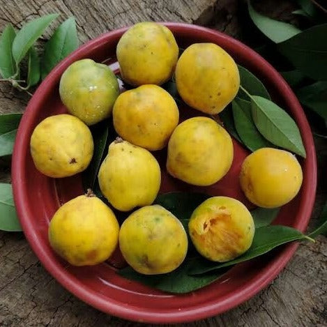 Ubajai Fruit Plant (Eugenia Myrcianthes)