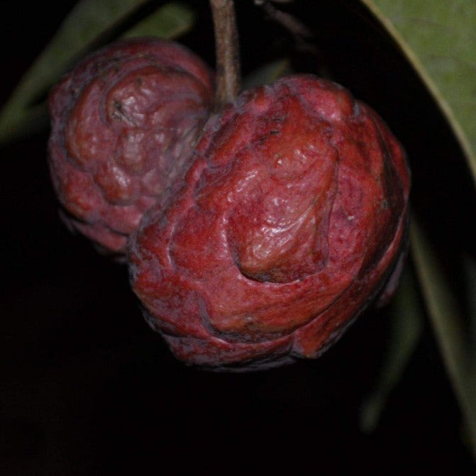 Temoylata Fruit plant