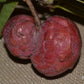 Temoylata Fruit plant