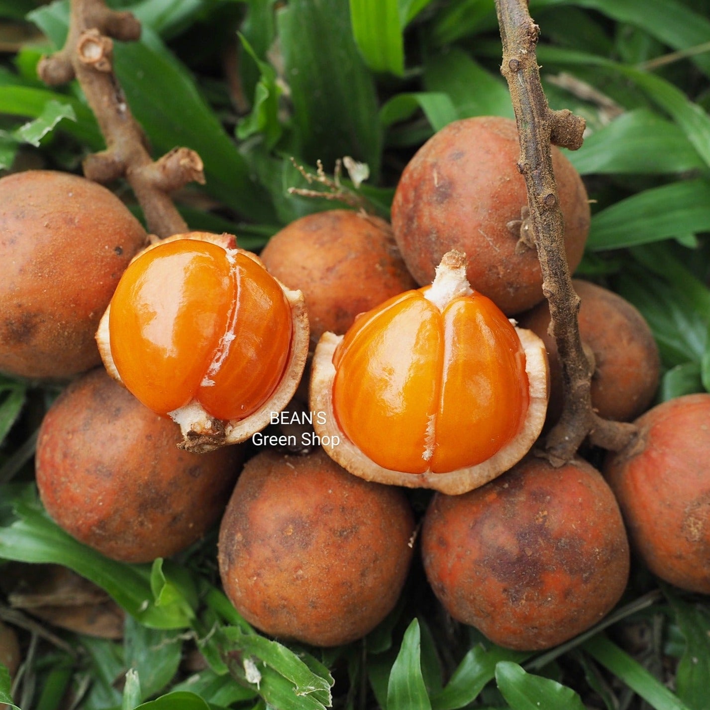 Bukut Fruit Plant (Baccaurea pyriformis)