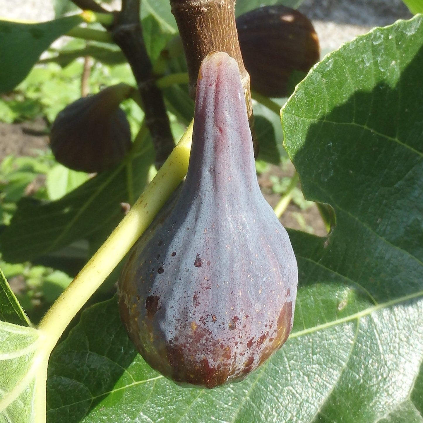 Celeste Fig Fruit Plant (Ficus carica 'Celeste")