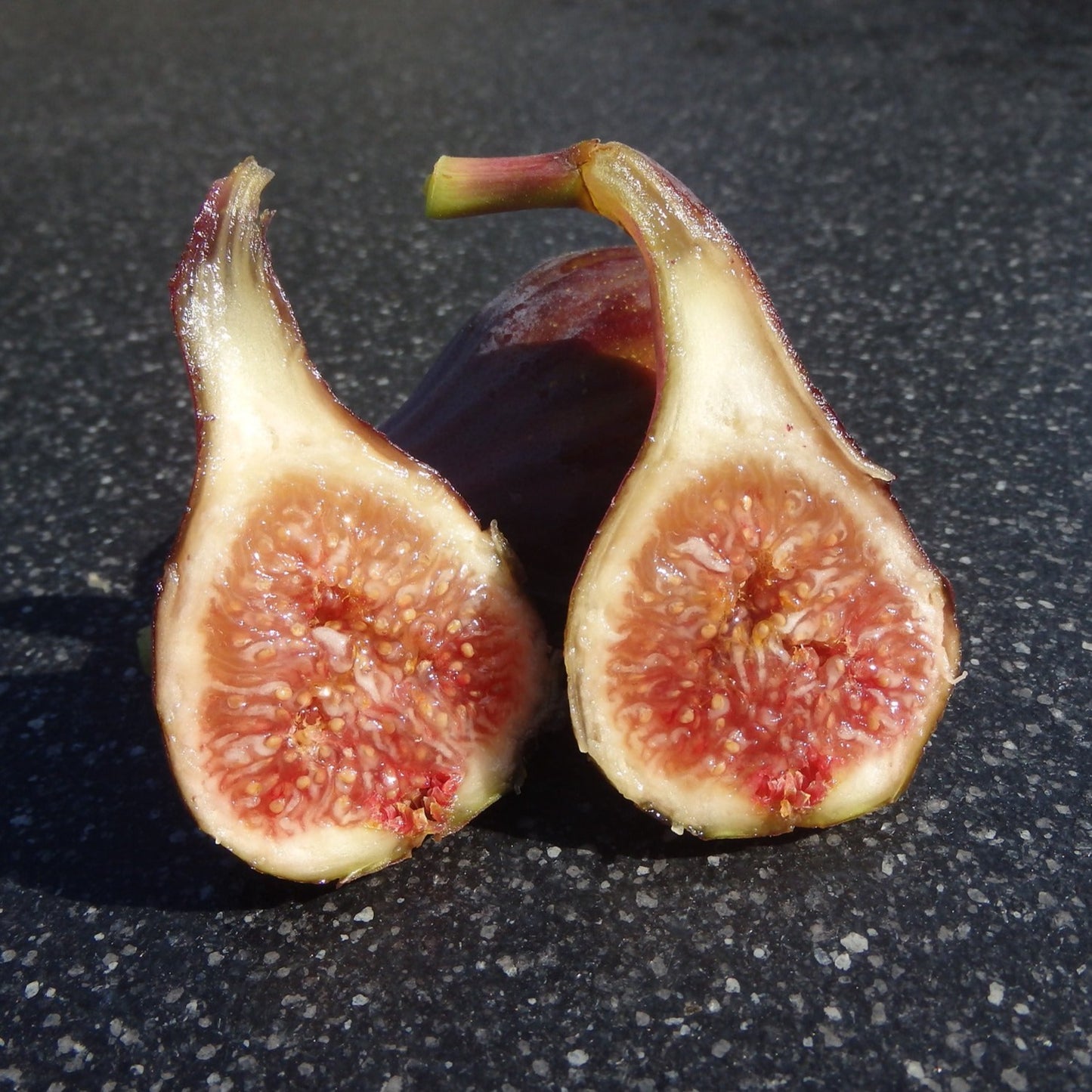Celeste Fig Fruit Plant (Ficus carica 'Celeste")