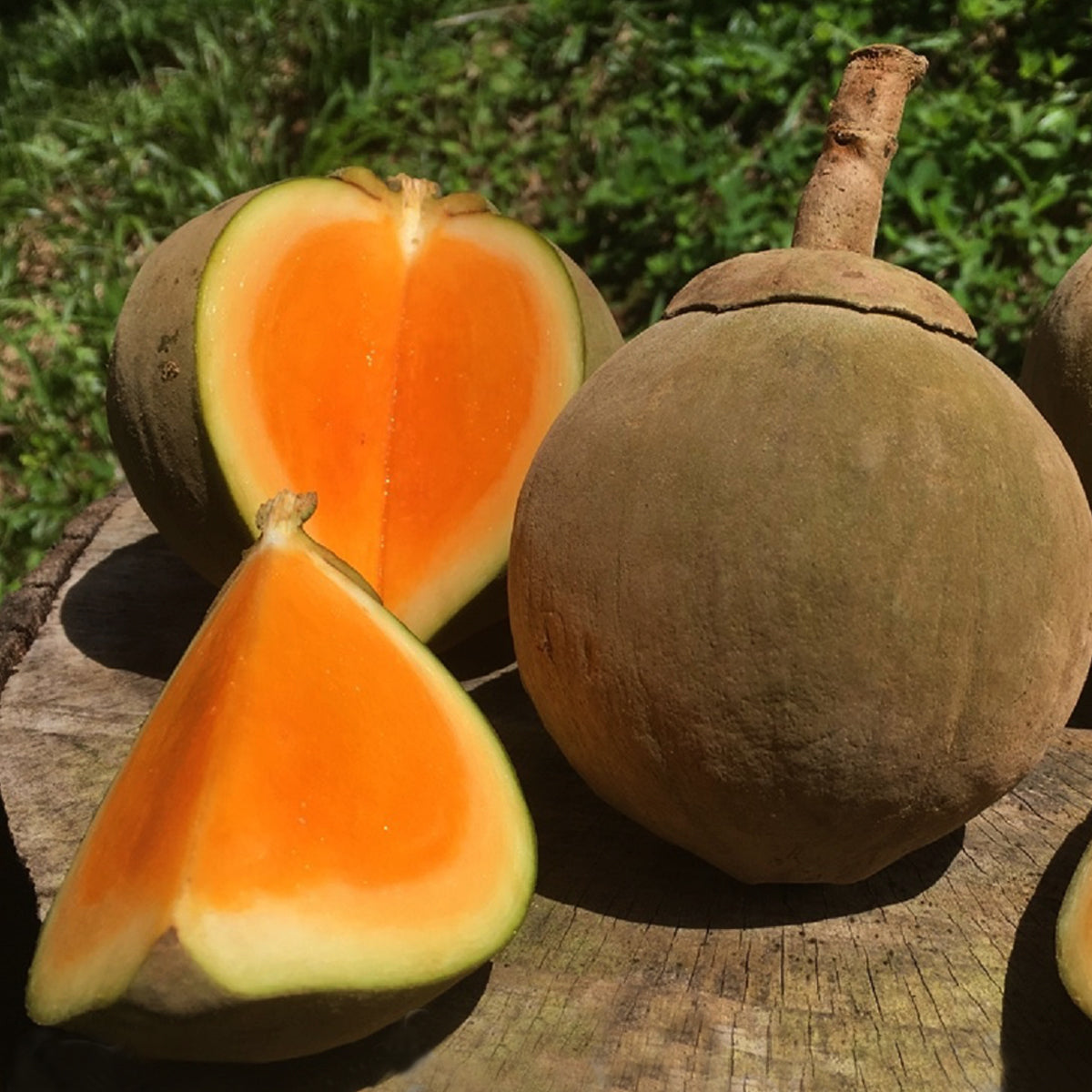 Chupa Chupa Fruit Plant (Quararibea Cordata)