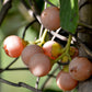 Clammy Cherry Fruit Plant (Cordia dichotoma)