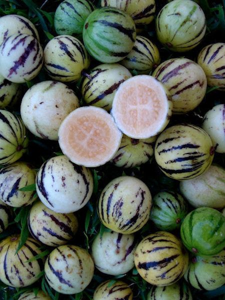 Melon Pear Fruit Plant (Solanum caripense)