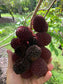 Pulasan Fruit Plants (Nephelium Mutabile)