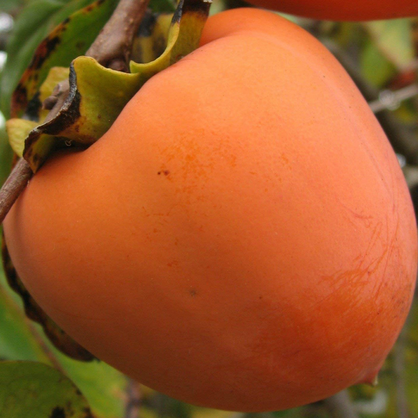 Persimmon Fruit Plant (Diospyros kaki)