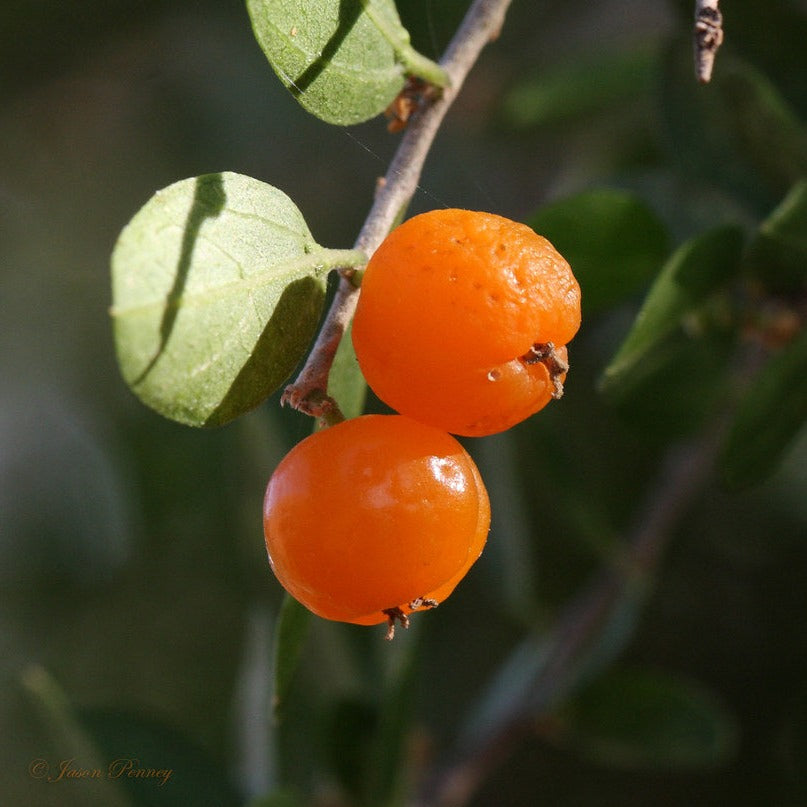 Shiny Hackberry Live Plant (Celtis ehrenbergiana)