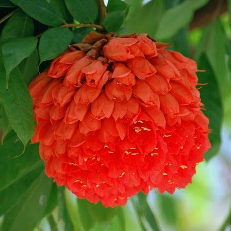 Rose Of Venezuela Live plant (Brownea )