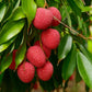 Litchee Fruit Plants (Litchi Chinensis)