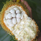 Pedalai Fruit Plant (Artocarpus Sericarpus)