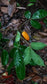 Jacaratia heptaphylla Live Plant