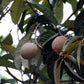 Pajura Fruit Plant (Couepia bracteosa)