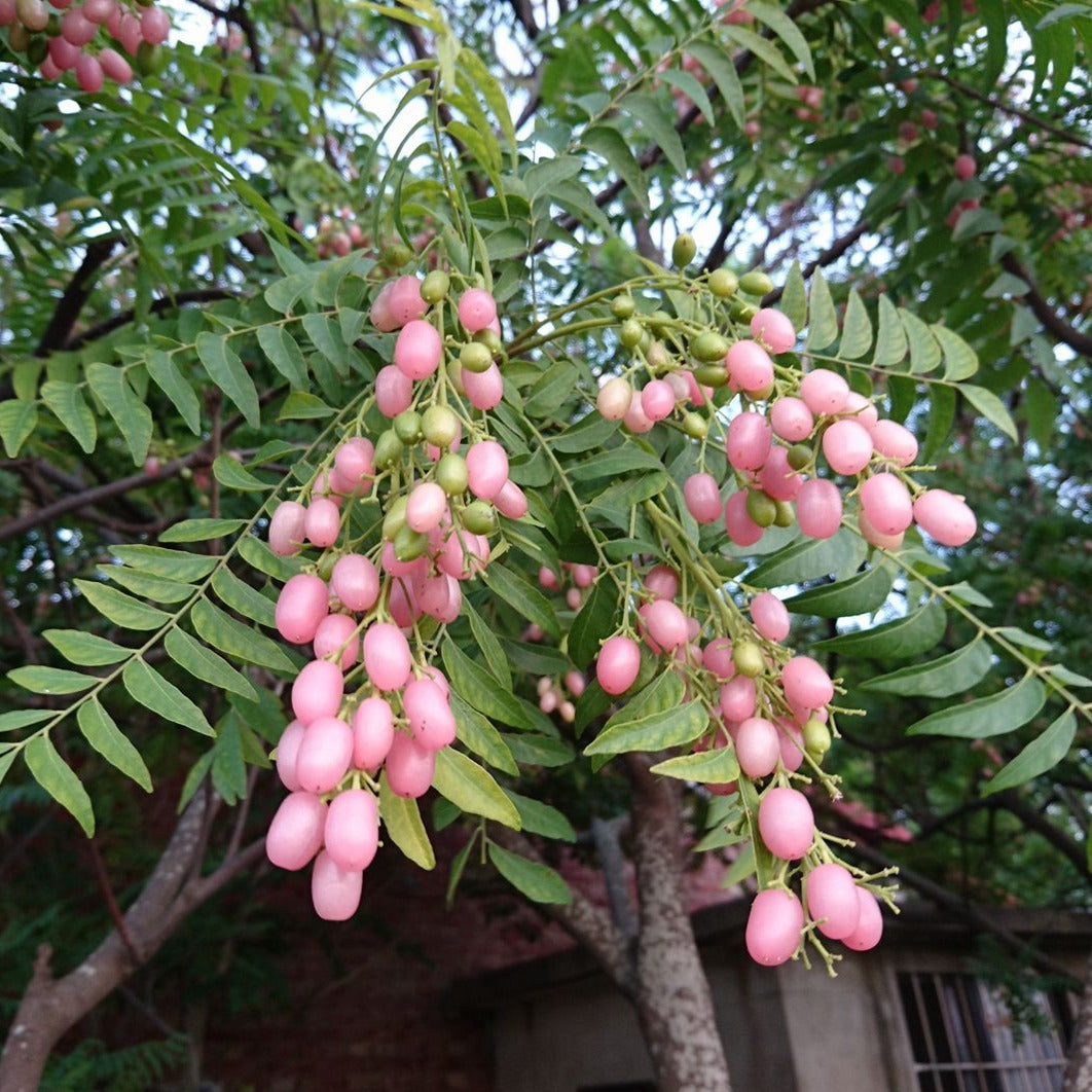 Clausema Tree Pink Wampee Live Plant (Clausena excavata) – veliyathgardens