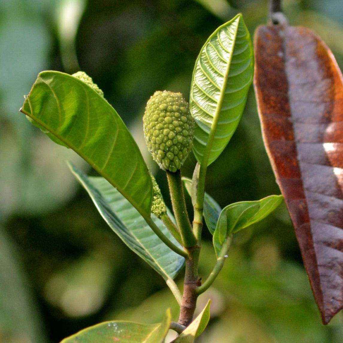 Comadu Tree Pudau Fruit Plant (Artocarpus kemando) – veliyathgardens