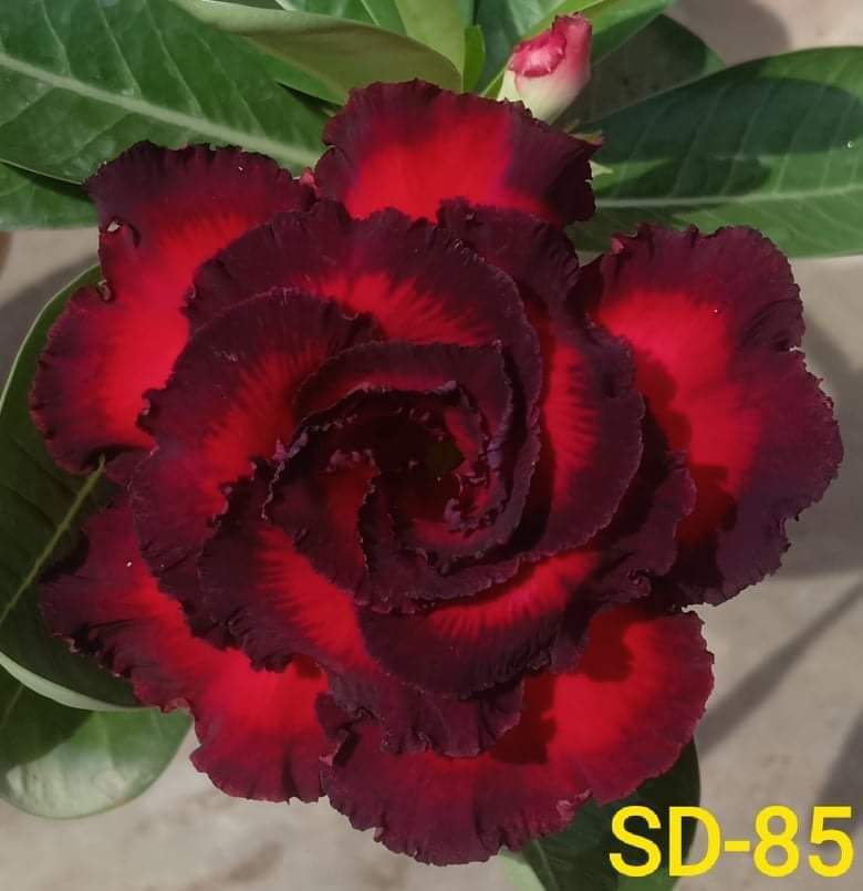 Adenium Rosy SD85