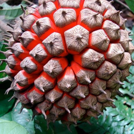 Turtle Tree Live Plant (Duguetia spixiana) – veliyathgardens