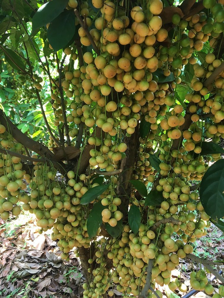 Mafai Fruit Live Plant (Baccaurea racemose)