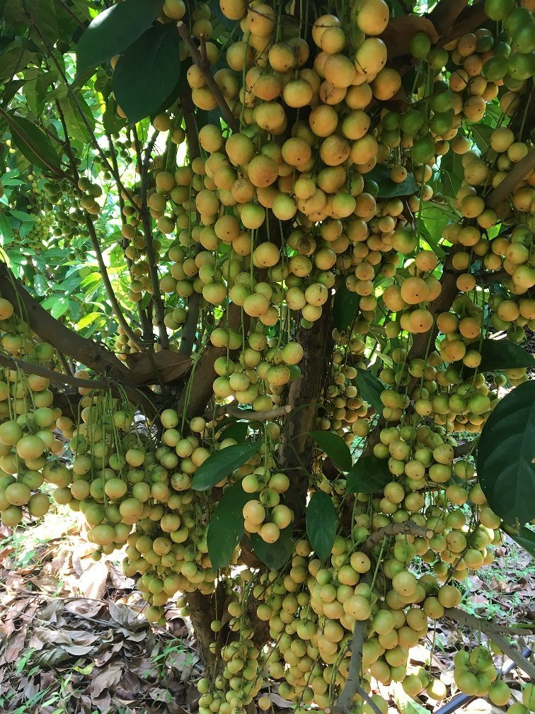 Mafai Tree Mafai Fruit Live Plant (Baccaurea racemose) – veliyathgardens
